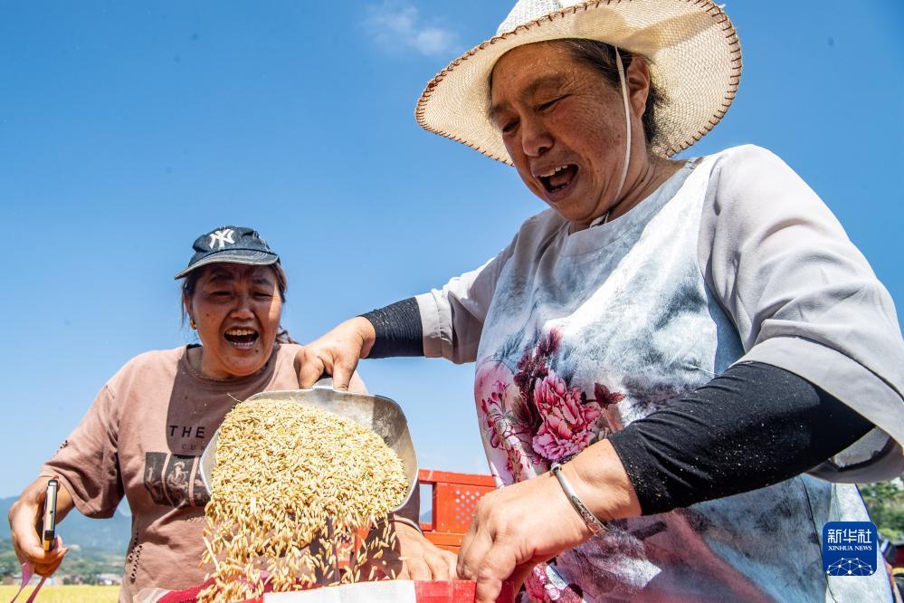 免费炸三张金花游戏下载豆子